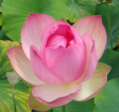 Нимфея Warindra, пророщенная, горшок